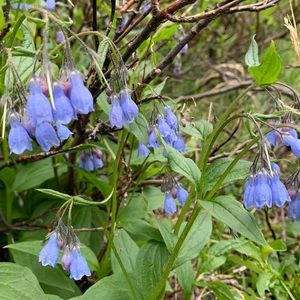 Meet your Posher, Suzanne